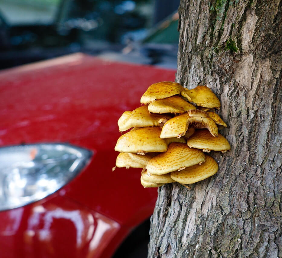 pilz