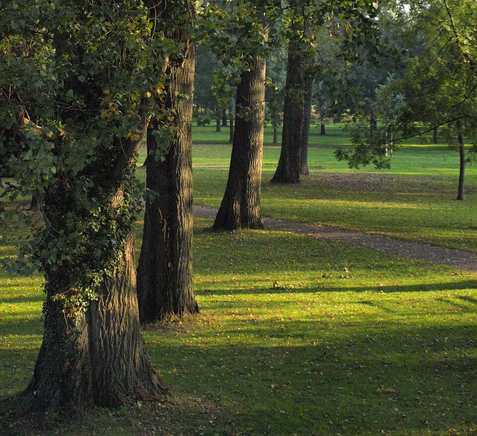 poplars-473295_1280