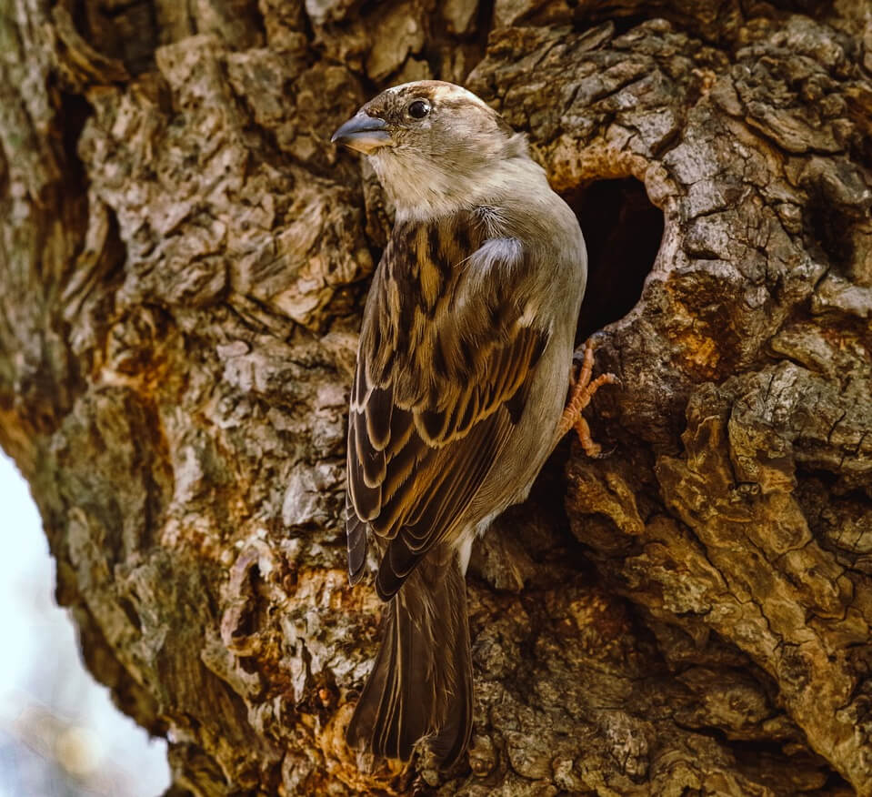 sparrow-4931274_1280