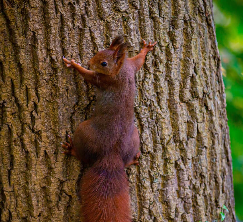 squirrel-6747429_1280