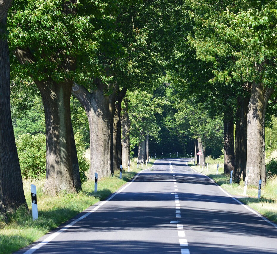 trees-3462055_1280
